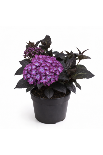 Гортензия Эклипс контейнер 3л, С3